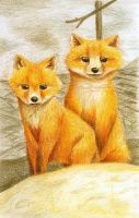 Two Golden Foxes